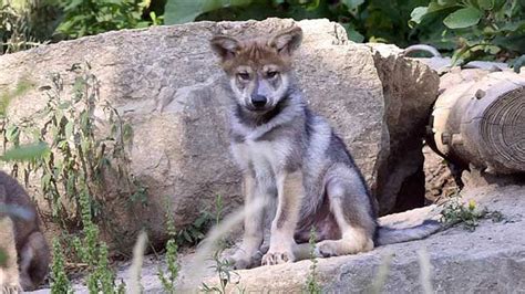 Mexican gray wolf pups born at Brookfield Zoo released into wild - ABC7 ...