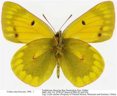 Colias nina Fawcett, 1904