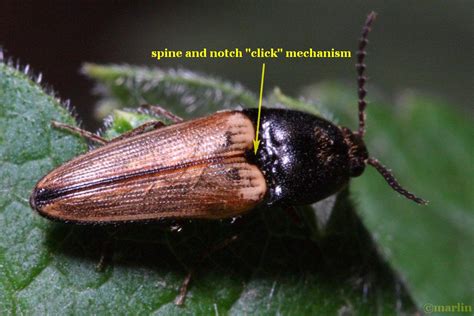 Click Beetles – Family Elateridae - North American Insects & Spiders