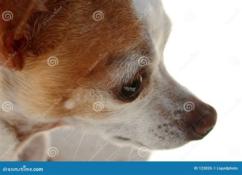 Chihuahua Eye stock photo. Image of alert, puppy, love - 123026