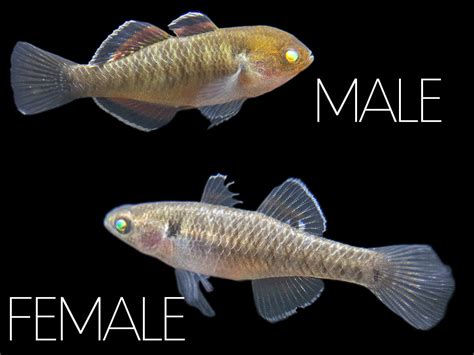 Non-Binary Empire Gudgeon?? - Fish Breeding - C.A.R.E.