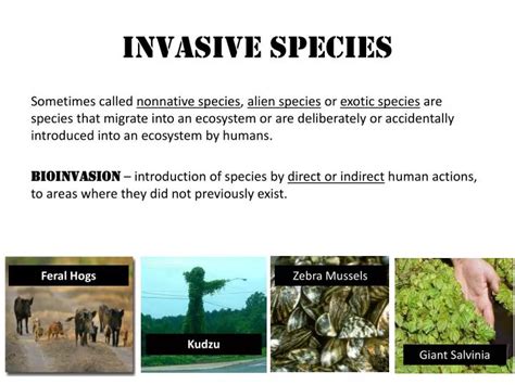 PPT - Invasive Species PowerPoint Presentation, free download - ID:2526328