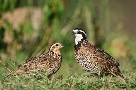 Bobwhite Quail Restoration | Lewisville Lake Environmental Learning Area