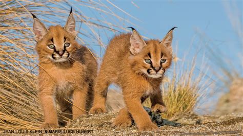 Caracal Kittens - NWF | Ranger Rick