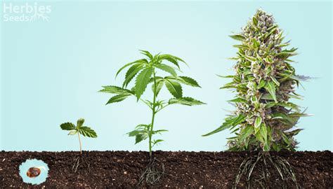 Cannabis Growth Stages - Herbies Seeds