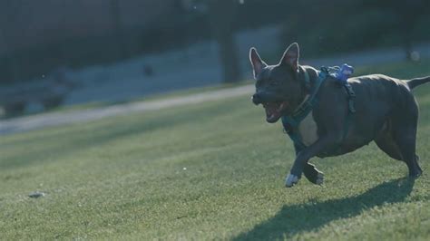 Dogs Playing in the Water Free Stock Video Footage, Royalty-Free 4K ...