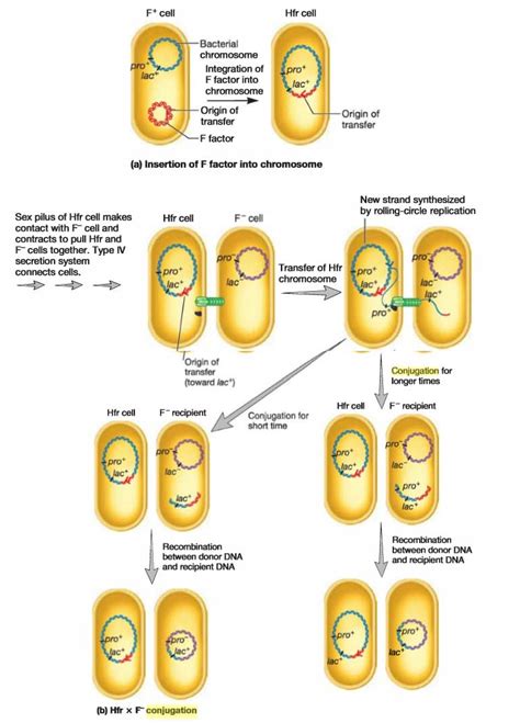 conjugation-hfr - Study Solutions