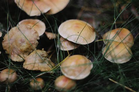 Toxic mushrooms: The facts behind the fungus - upstart