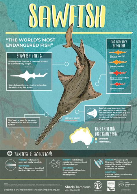 Sawfish - Australian Marine Conservation Society