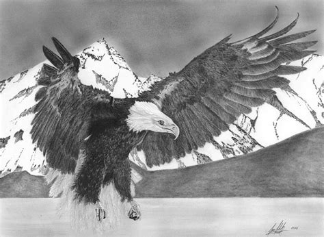Bald Eagle Soaring Drawing by James Schultz