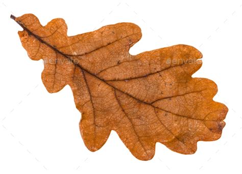 autumn brown leaf of oak tree isolated Stock Photo by vvoennyy | PhotoDune