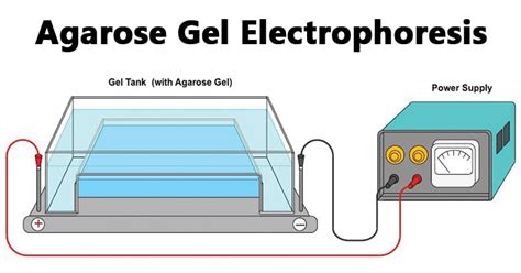 2 Agarose Gel Recipe | Bryont Blog