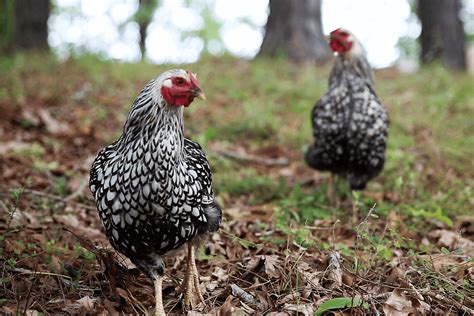 Chicken Wormers: A Helpful Guide For How To Identify & Treat Chicken ...