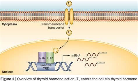 [PDF] Thyroid hormone receptors and resistance to thyroid hormone disorders | Semantic Scholar