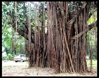 Bonsai Haven: SPECIE: BALETE