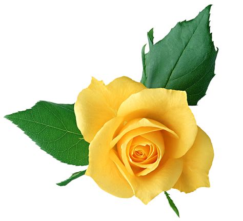 Rose Yellow Clip art - Yellow Rose PNG Transparent Picture png download ...