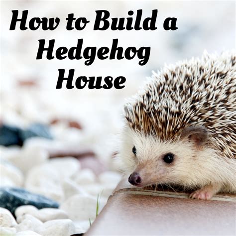 DIY Hedgehog House for Your Prickly Pal | Hedgehog house, Hedgehog pet, Diy hedgehog house