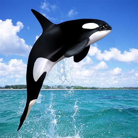 Killer whales | Whale pictures, Whale, Killer whales