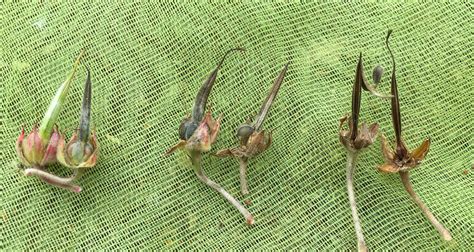 Collecting geranium seeds — rosybee - plants for bees