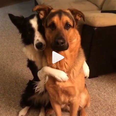 Best Puppy Friends Hugging & Loving Video | Citations préférées