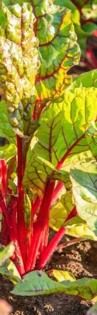 How to Grow Silverbeet: A Comprehensive Gardening Guide