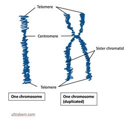 Chromosome Function, Types & Purpose - Video & Lesson Transcript ...