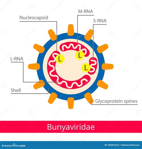 Reoviridae. Classification Of Viruses. Cartoon Vector | CartoonDealer.com #106961161