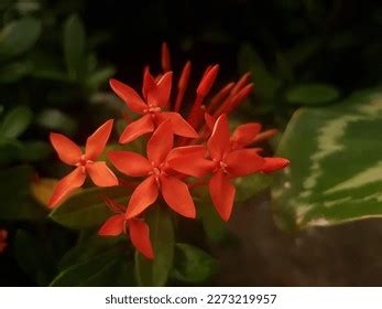 10,259 Tropical Crimson Flower Images, Stock Photos & Vectors ...