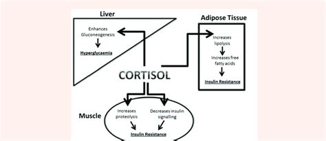 The effect of cortisol on blood glucose and insulin sensitivity in... | Download Scientific Diagram