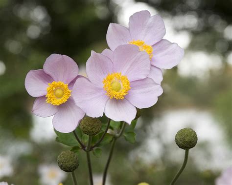 How to Grow Anemone | Yates Australia