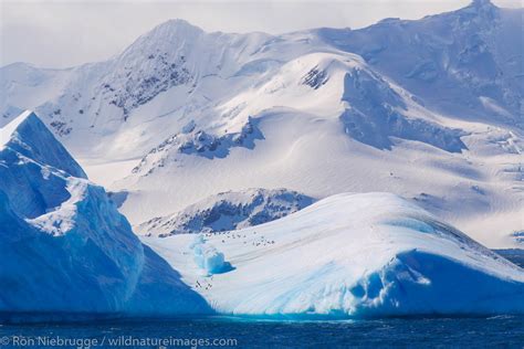 Elephant Island, Antarctica. | Ron Niebrugge Photography