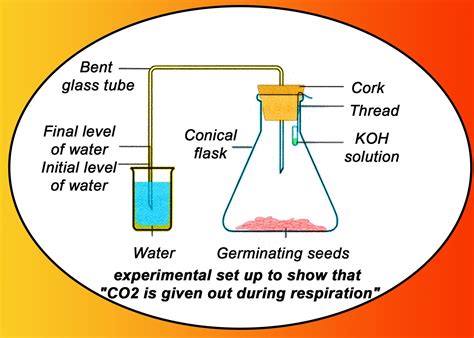 In the experimental set up to show that \"Carbon dioxide is given out ...