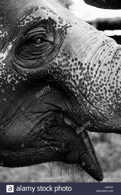 Elephant Open Mouth Stock Photos & Elephant Open Mouth Stock Images - Alamy