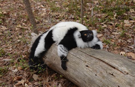 Black and White Ruffed Lemur - Duke Lemur Center