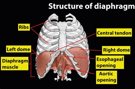 Volume of thoracic chamber increases in the anteroposterior and dorsoventral axis in the human ...