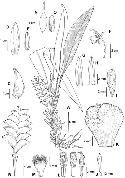 Scaphochlamys disticha: A Habit B Inflorescence CFloral bract D First... | Download Scientific ...