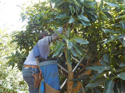 Avocado Harvest & Packing - The Produce Nerd