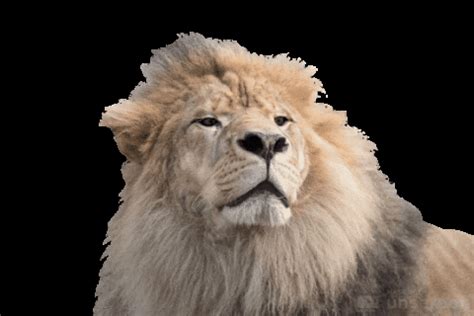 Roar Lion GIFs - Get the best GIF on GIPHY