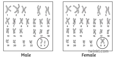 Human Karyotype Male Female Comparison Diagram Sex Genetic | Free Download Nude Photo Gallery