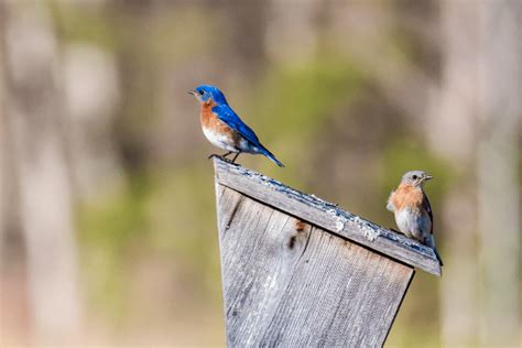 What Color Are Bluebird Eggs? - Bird Informer