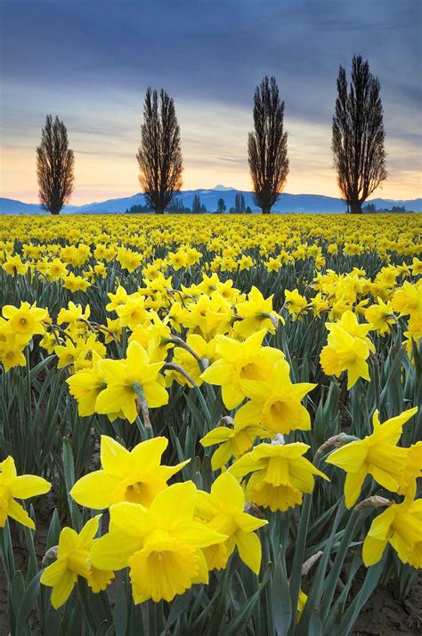 Skagit Valley Daffodil Fields, Washington - Alan Crowe Photography