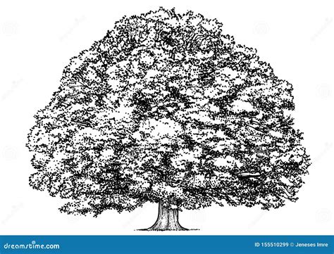 Oak Tree Illustration, Drawing, Engraving, Ink, Line Art, Vector Stock Vector - Illustration of ...