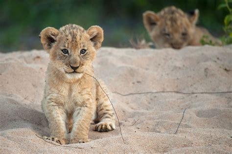 Pin on Big Cats Rock!