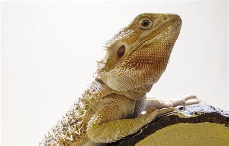 How lizards make new teeth | eLife Science Digests | eLife