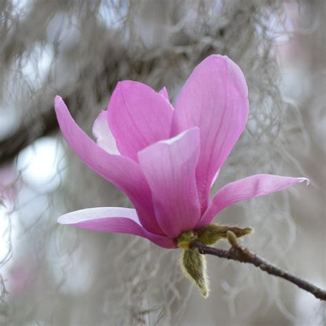 Soft Pink Beauty - Japanese Magnolia Flower Photograph by RD Erickson