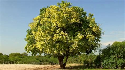 Sri Lanka National Symbols Tree