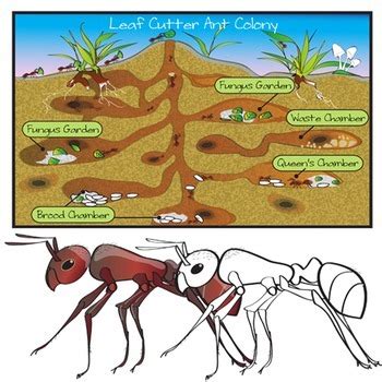 Ants Clip Art Set - Colony & Life Cycle Graphics - 23 Piece Color and Blackline