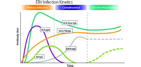 Dynamics of anti-EBV antibody responses over time during primary ...