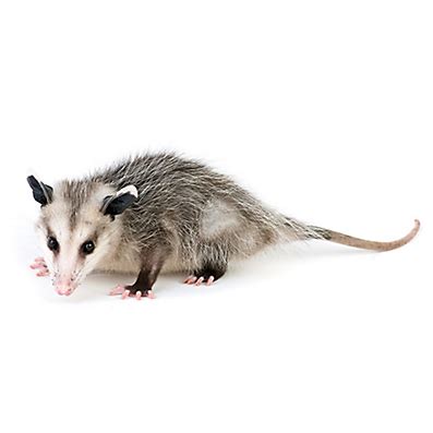 Facts About Opossums | Opossum Facts | Havahart®