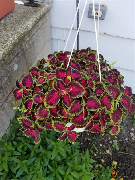 8 Best Hanging Basket Plants & Flowers for Shade